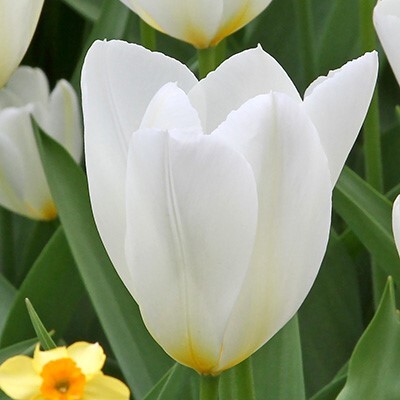 Fosteriana Tulipa 'White Emperor'