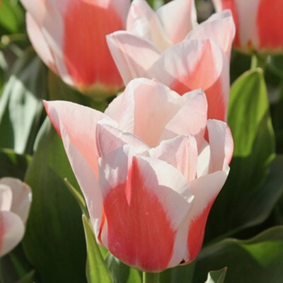 Greigii Tulipa 'Willem van den Akker'